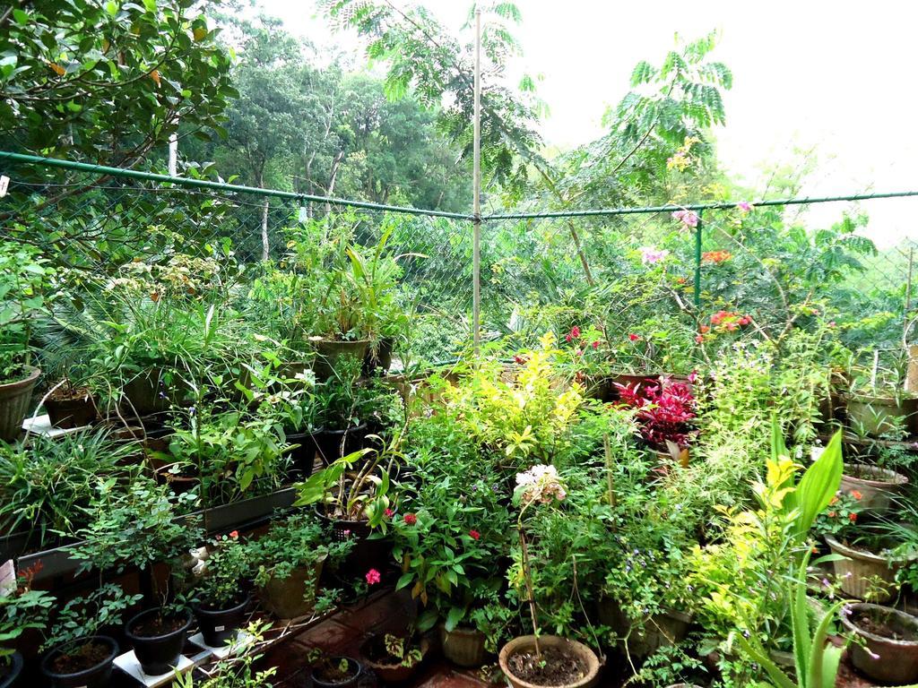 Green Woods Guest Kandy Ngoại thất bức ảnh
